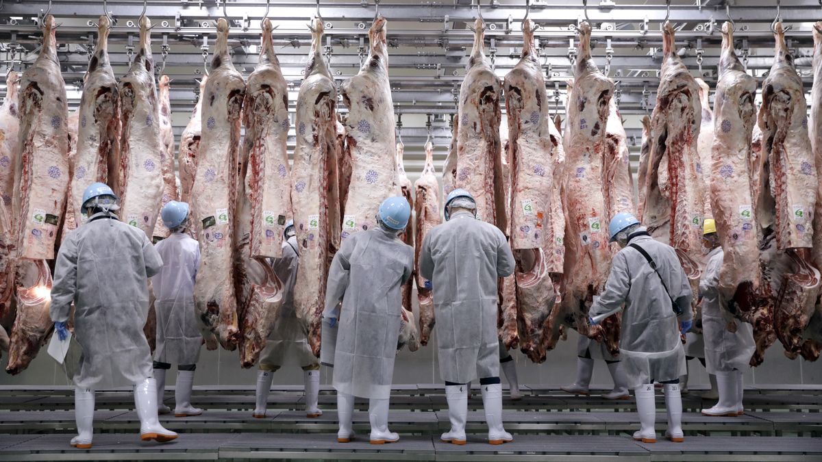 Fotky ze všech světadílů: Tak vypadá produkce masa pro dnešní svět